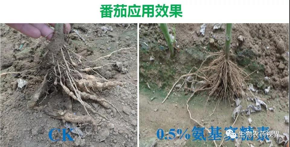 氨基寡糖素 - 植物的免疫衛(wèi)士，根結(jié)線蟲的克星
